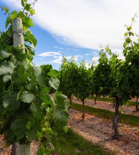 grape plants in a vineyard field during a sunny summer day.